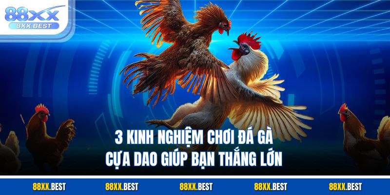 3 kinh nghiệm chơi đá gà cựa dao giúp bạn thắng lớn